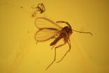 Three Detailed Fossil Flies (Diptera) In Baltic Amber #58142-2